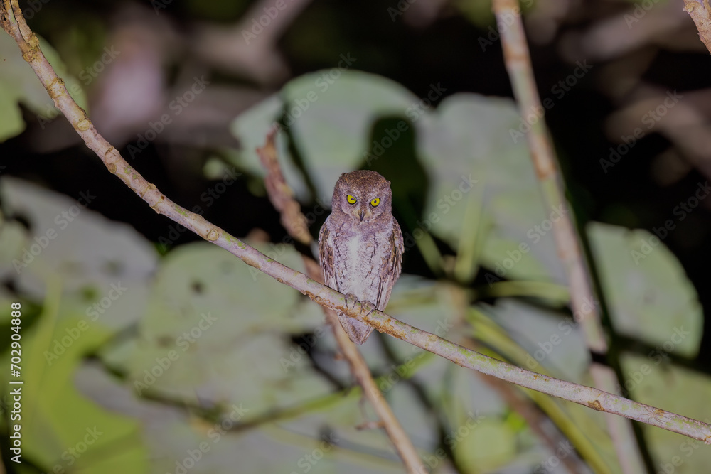 Oriental scops owl (Otus sunia) at South Andaman. India Oriental scops owl (Otus sunia) at South Andaman. India