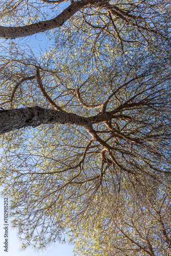 Twigs of pine trees with green needles and brown bark on a blue sky background in summer in a park. Vertical photo