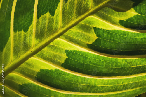 Close-up of a beautiful textured maranta leaf.