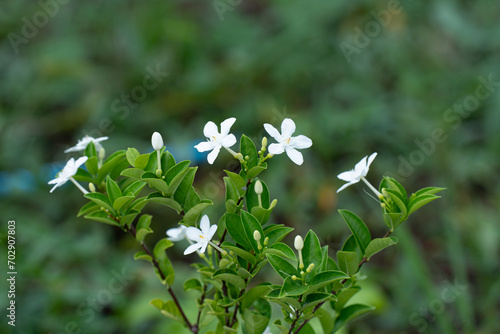 Coral swirl flower, White flower or Wrightia antidysenterica flower. © SuRiV