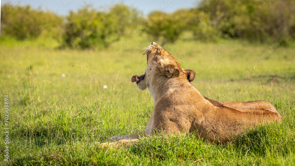 Lioness ( Panthera Leo Leo) yawning, Mara Naboisho Conservancy, Kenya. Lioness ( Panthera Leo Leo) yawning, Mara Naboisho Conservancy, Kenya.