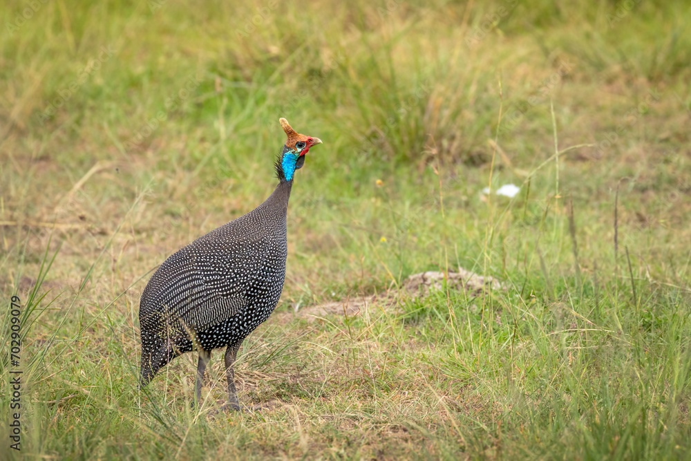 Helmeted guineafowl ( Numida meleagris), Olare Motorogi Conservancy, Kenya. Helmeted guineafowl ( Numida meleagris), Olare Motorogi Conservancy, Kenya.