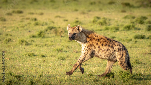 A spotted hyena (Crocuta crocuta) running and looking at the camera, Mara Naboisho Conservancy, Kenya.