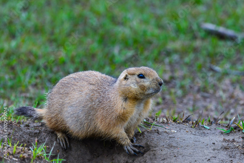 The black-tailed prairie dog (Cynomys ludovicianus), Theodore Roosevelt National Park