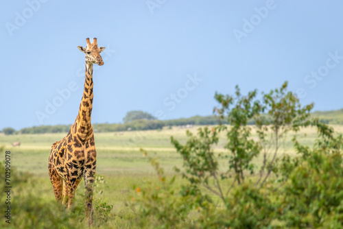 Masai giraffe (Giraffa tippelskirchi or Giraffa camelopardalis tippelskirchi), Olare Motorogi Conservancy, Kenya. photo