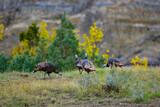 The wild turkey (Meleagris gallopavo), wild birds on a green meadow, North Dakota