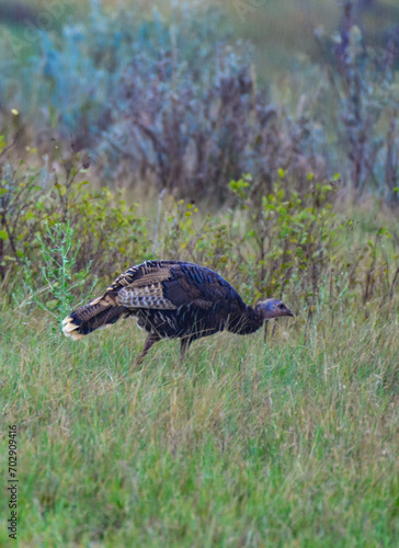 The wild turkey (Meleagris gallopavo), wild birds on a green meadow, North Dakota photo