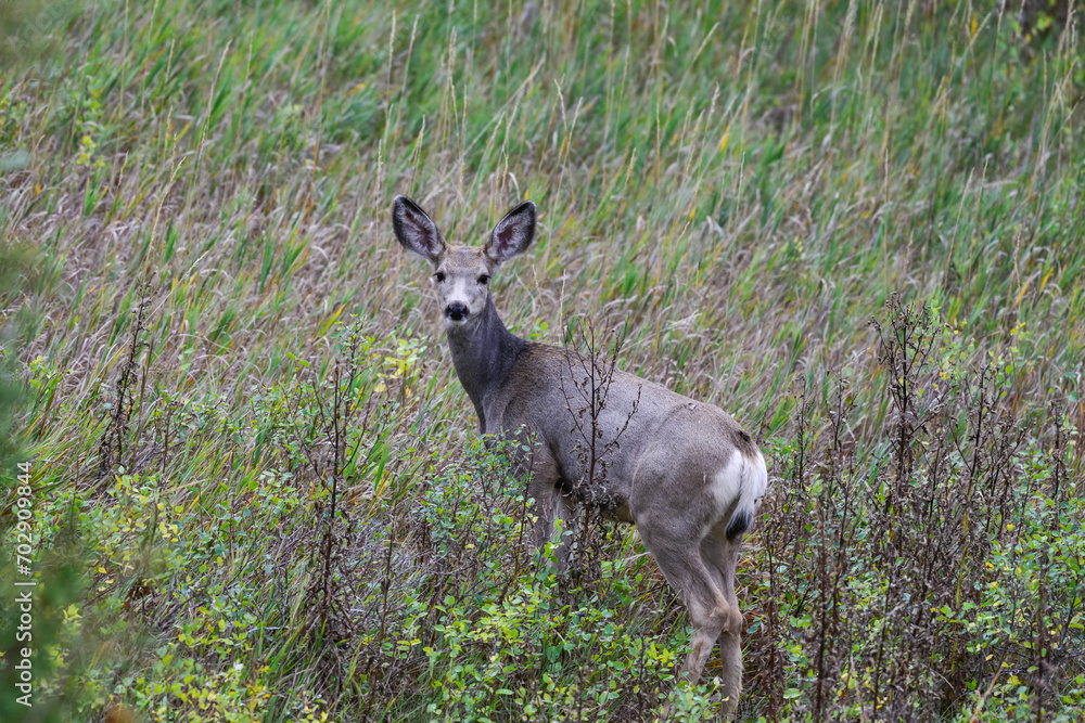 The mule deer (Odocoileus hemionus), animals in a meadow among green grass looking forward The mule deer (Odocoileus hemionus), animals in a meadow among green grass looking forward