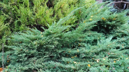juniper bush in a botanical garden or arboretum in autumn, needle-shaped fragrant branches strewn with yellow fallen leaves, coniferous evergreen shrub of the cypress family