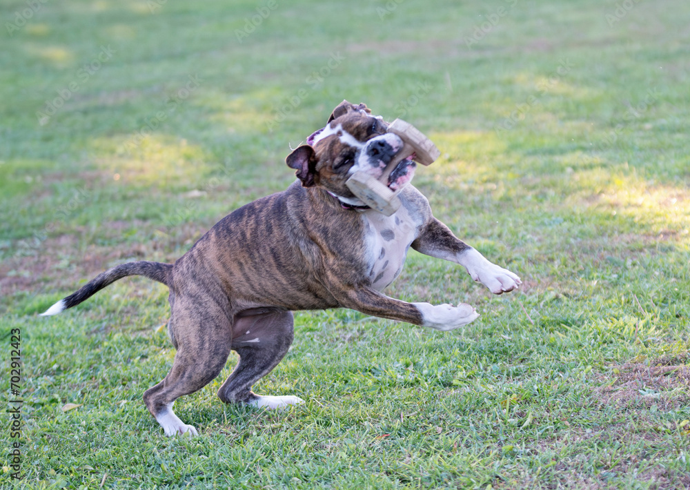 continental bulldog in nature