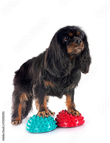 Фотография cavalier king charles