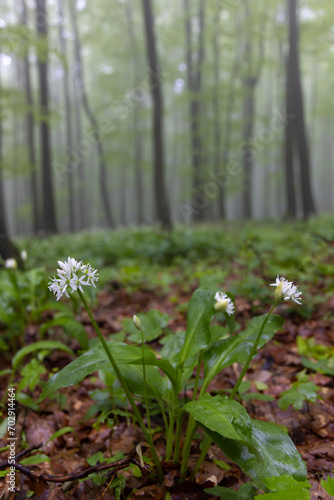 Fototapeta Naklejka Na Ścianę i Meble -  Spring beech forest in White Carpathians, Southern Moravia, Czech Republic