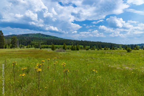 Fototapeta Naklejka Na Ścianę i Meble -  Typical spring landscape near Stozec, Nation park Sumava, Czech Republic