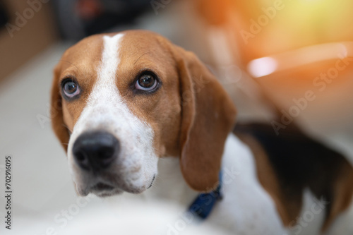 Portrait of cute beagle dog