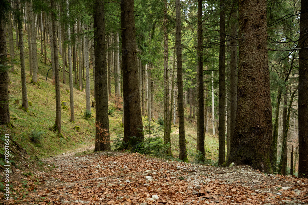 Idyllic hiking trail in the pine forest below the Kampenwand, a mountain peak in Bavaria, Germany Idyllic hiking trail in the pine forest below the Kampenwand, a mountain peak in Bavaria, Germany