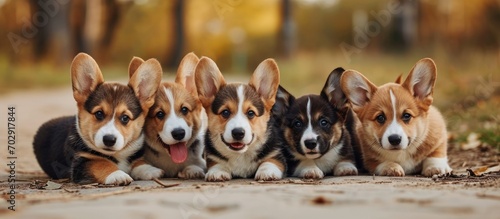 4 corgi puppies in a group learning dog communication for socialization. photo