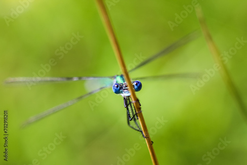 Wallpaper Mural Libelle Torontodigital.ca