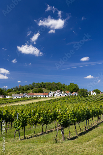 Traditional wine cellars with vineyard in Galgenberg near Wildendurnbach, Lower Austria, Austria photo