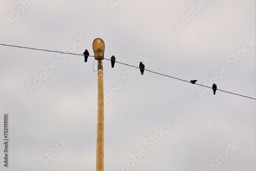 Rook, Crows. Birds on an electric wire. Birds in the city, Urban wildlife. Beautiful and wonderful bird in winter. Animals in the wild nature, wildlife wings, park photo