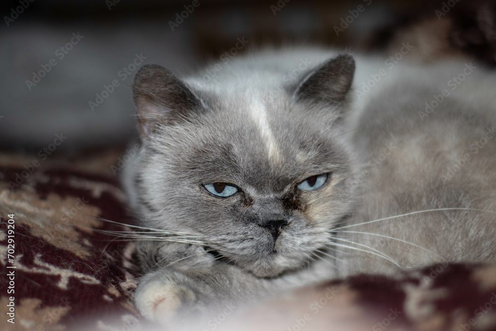 British purebred shorthair cat, portrait of a domestic british fluffy cat, close up