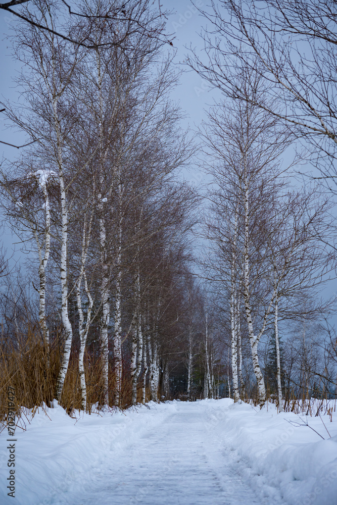 Fototapeta premium At Walchsee in Tyrol, Austria. Snow covered winter hiking trail lined with birch trees.
