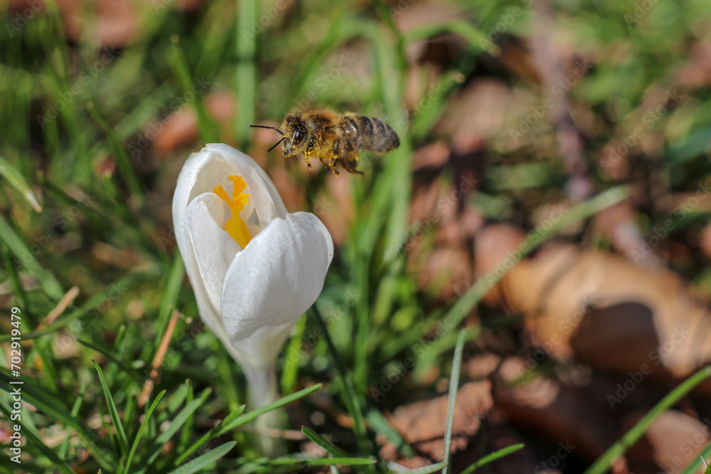 Obraz premium Biene - Krokus - Pollen
