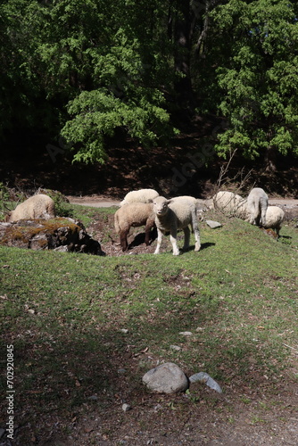 Herd of sheep in the countryside
