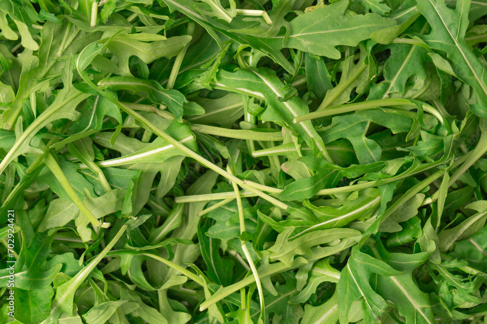 Fresh leaves of arugula as a background. Fresh leaves of arugula as a background.