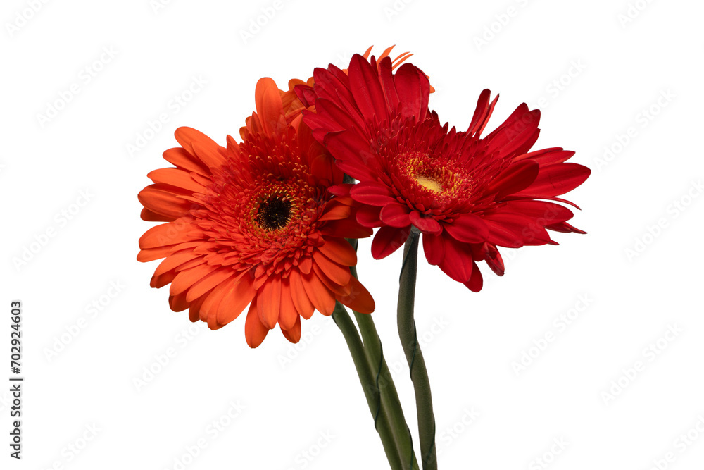 Red gerbera daisy flower isolated on a white.