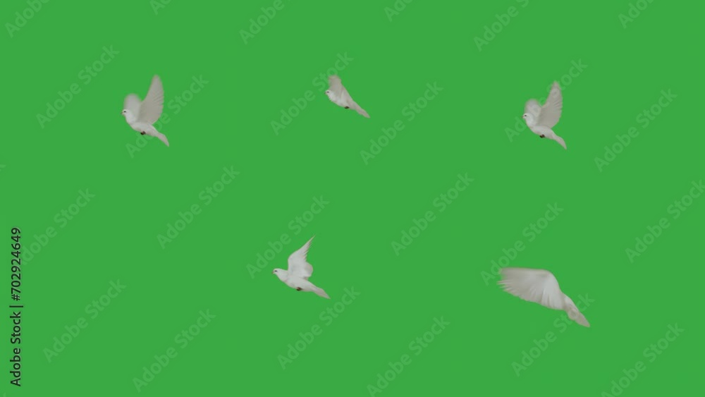 flying white dove on a green screen flying white dove on a green screen