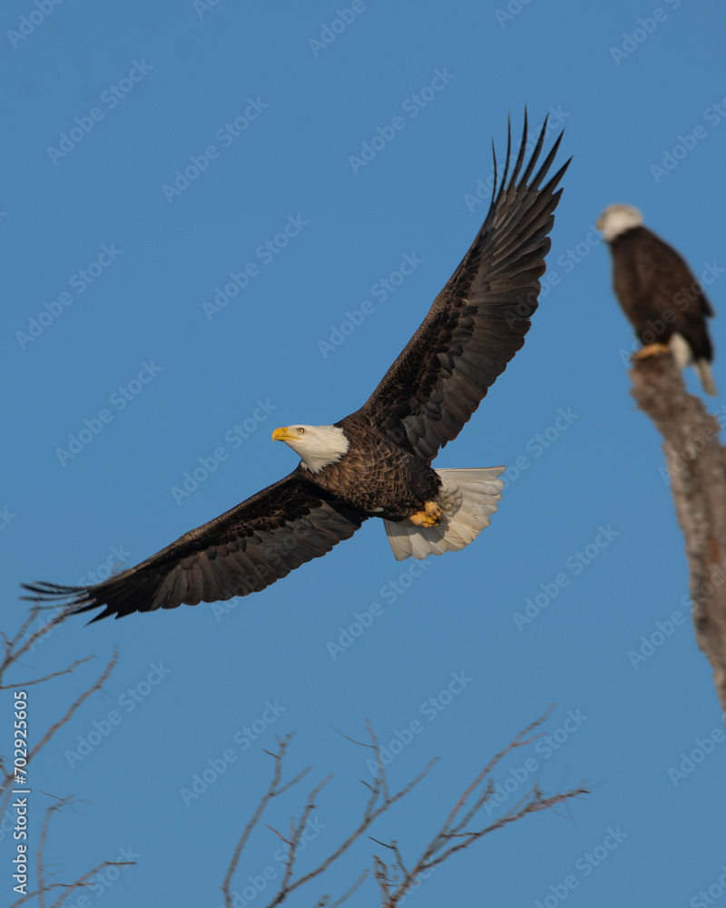 Naklejka premium Bald Eagle in flight 