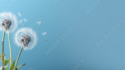 Beautiful dandelion flower seed isolated white cloud blue background  copy space