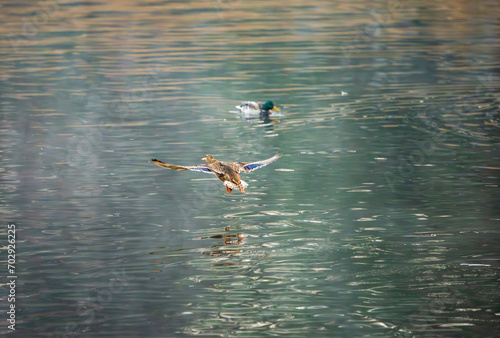 Ducks going up from surface of a lake