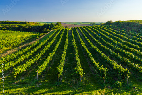 Vineyard with Hibernal near Cejkovice  Southern Moravia  Czech Republic