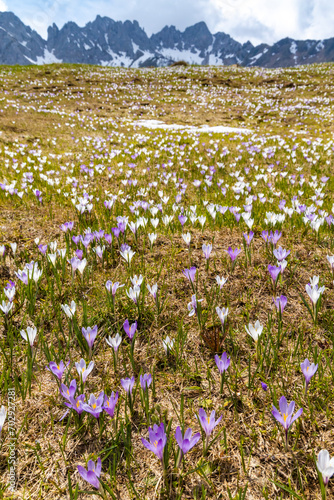 early spring blooming meadow with crocus in Alps, Italy