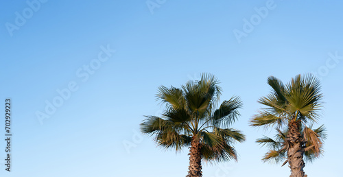 Palm Tree on Clear Blue Sky in Sunny day Summer by the Beach in Spain.Isolated Two Tropical Tree with Blue Background,Banner Natural with copy space for Fashion, Travel, Summer,Vacation on beach