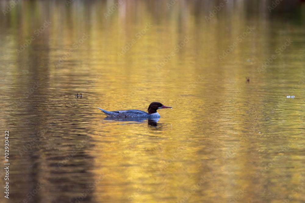 Single Common merganser swimming in yellow reflective water Single Common merganser swimming in yellow reflective water