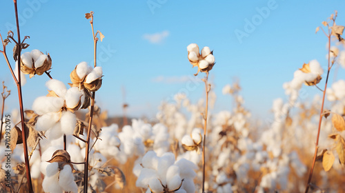 Cotton Field Serenity Cotton Bolls Blooming Under a Clear Sky