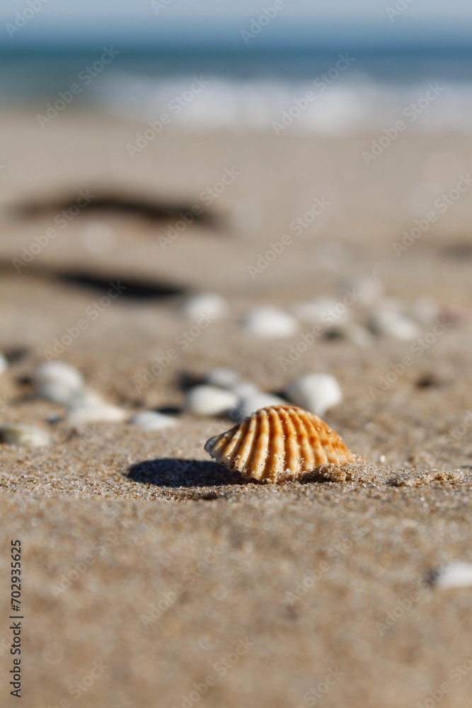 Conchas marrones sobre la arena fina de la playa Conchas marrones sobre la arena fina de la playa