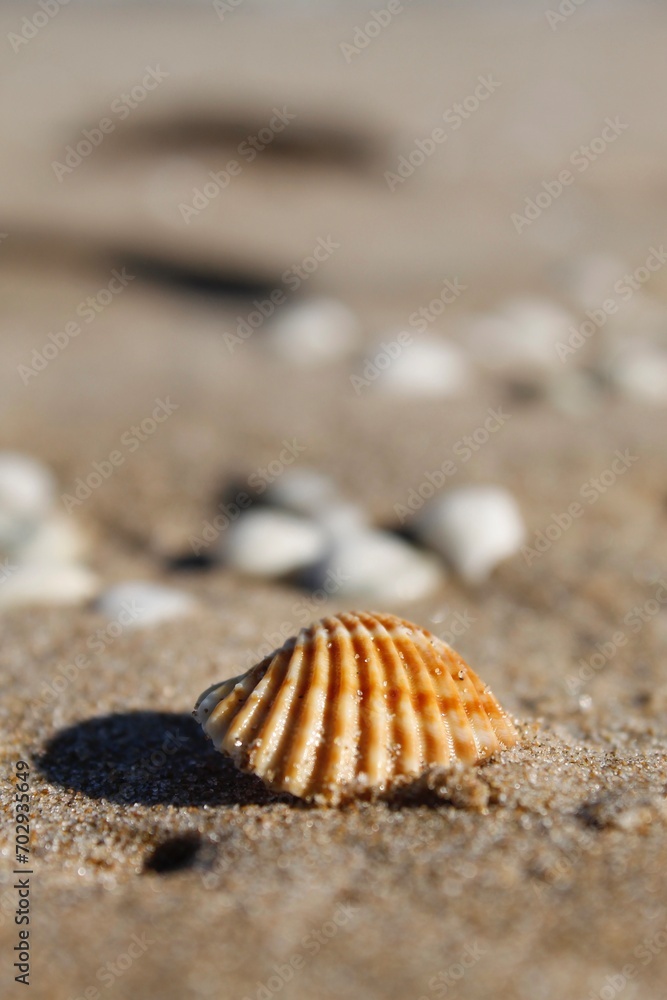 Conchas marrones sobre la arena fina de la playa Conchas marrones sobre la arena fina de la playa