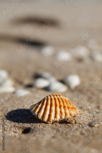 Conchas marrones sobre la arena fina de la playa 