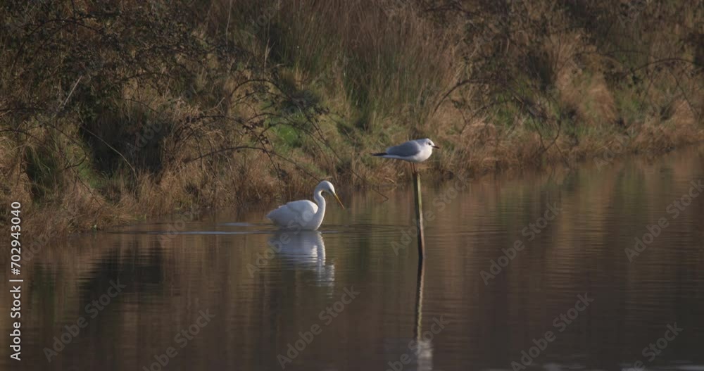 Great White Egret wading bird fishing river bank nature Ireland Great White Egret wading bird fishing river bank nature Ireland