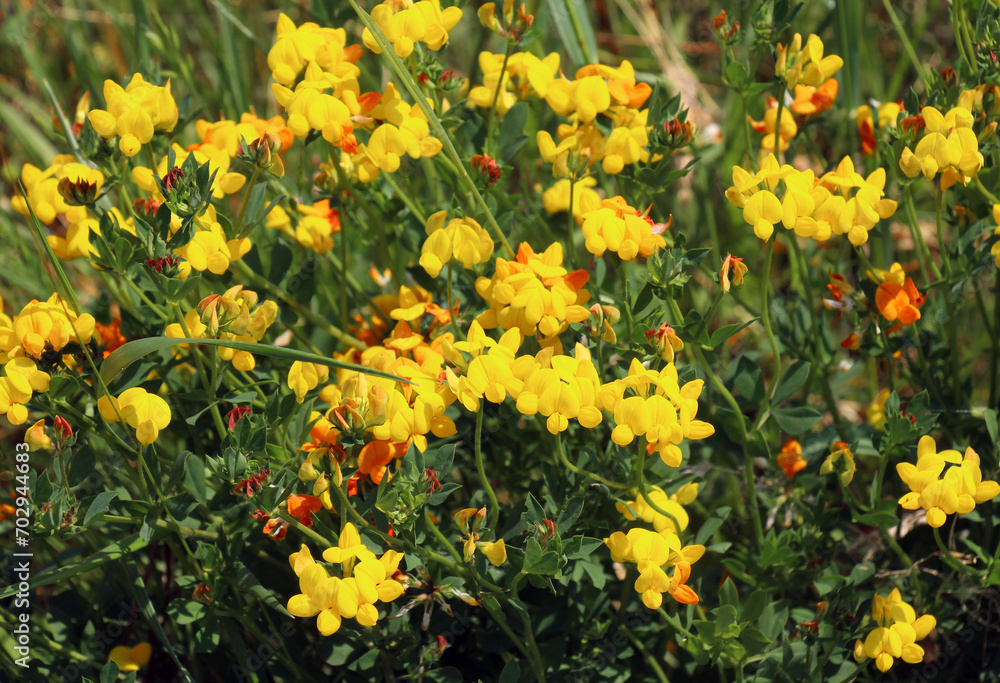 Lotus corniculatus grows among the grasses in the meadow