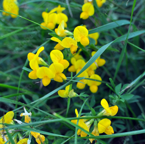 Lotus corniculatus grows among the grasses in the meadow photo