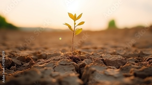 One seedling is dying in dry soil. Concepts of drought, cracked soil, global warming, water shortages lack of fresh water resources photo