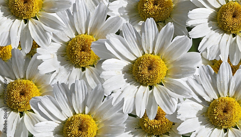 Obraz premium panorama pattern of large daisies of different sizes