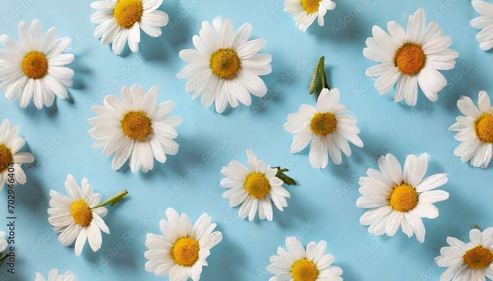 daisy pattern flat lay spring and summer chamomile flowers on a blue background repetition concept top view