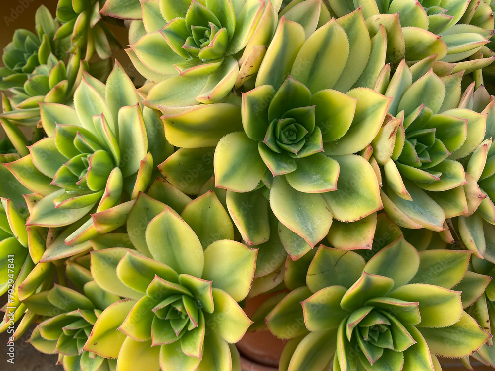 Home flowers succulents background. Garden plants concept Home flowers succulents background. Garden plants concept