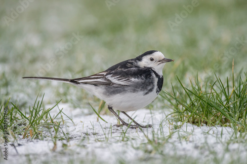 Pied Wagtail on the snow covered grass in the winter, close up