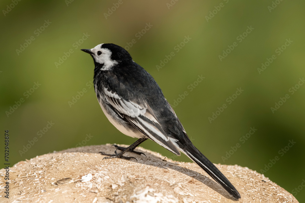 Obraz premium Pied wagtail, perched on a Toadstool in the Springtime, close up